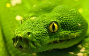 Green Emerald Boa Snake wallpaper thumb