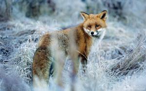Fox in Frozen Grass wallpaper thumb