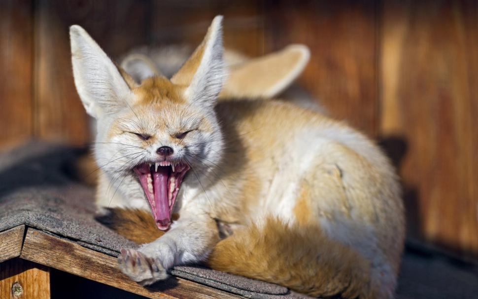 Animals close-up, fox, yawns wallpaper,Animals HD wallpaper,Fox HD wallpaper,Yawns HD wallpaper,1920x1200 wallpaper