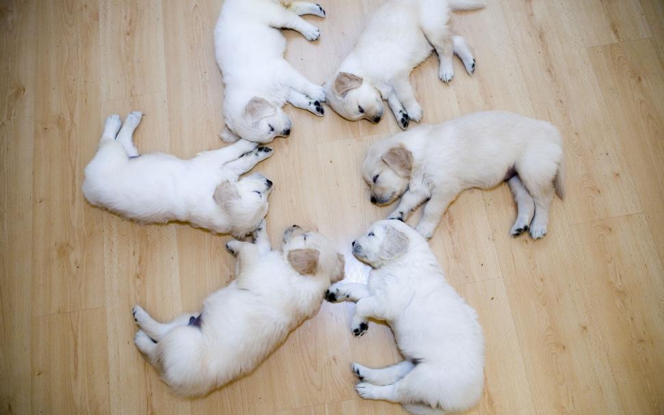 Cute Dog Puppies wallpaper,puppies HD wallpaper,2560x1600 wallpaper
