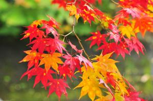 autumn, leaves, flowers, branches wallpaper thumb