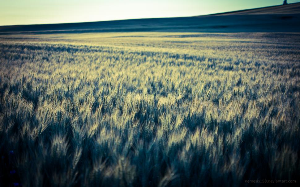 Wheat Field HD wallpaper,nature HD wallpaper,field HD wallpaper,wheat HD wallpaper,1920x1200 wallpaper