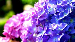 Purple and blue hydrangea flowers wallpaper thumb