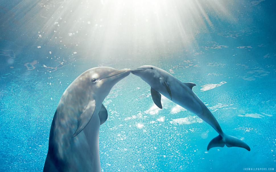 Dolphin Tale 2  2014 wallpaper,2014 HD wallpaper,tale HD wallpaper,dolphin HD wallpaper,2560x1600 wallpaper