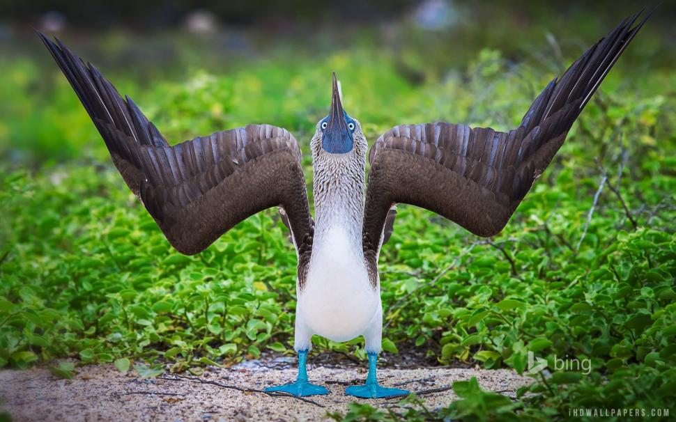Blue footed booby wallpaper,booby HD wallpaper,footed HD wallpaper,blue HD wallpaper,1920x1200 wallpaper