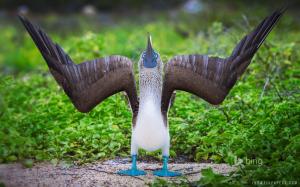 Blue footed booby wallpaper thumb
