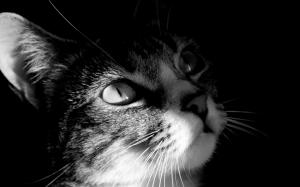 Cat Head in Black and White wallpaper thumb