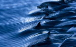 Dolphins, water, sea wallpaper thumb
