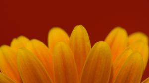 Flower Orange HD wallpaper thumb