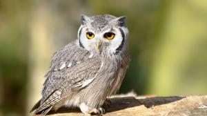 I'm Watching You - Owl wallpaper thumb