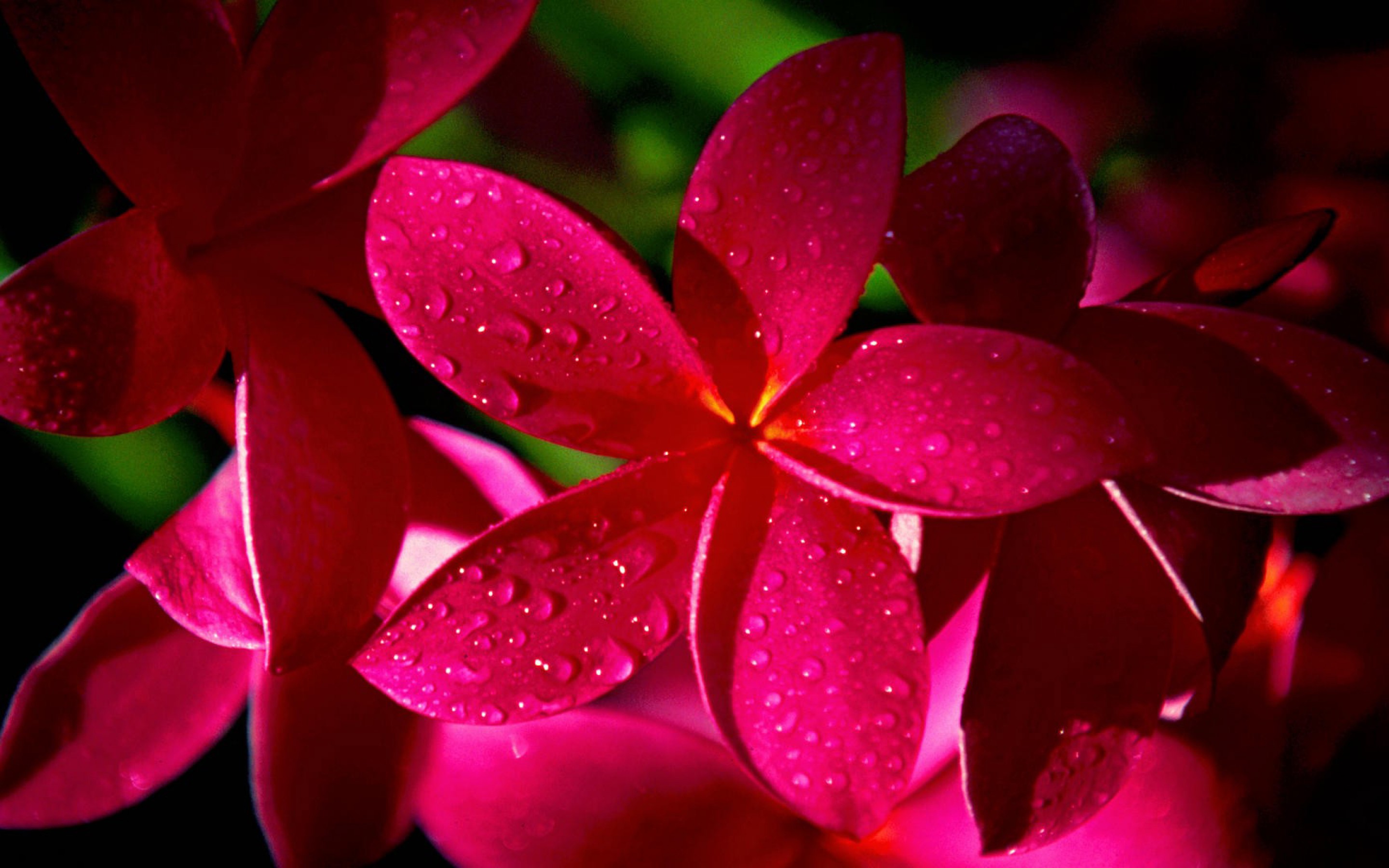 Pink Plumeria wallpaper | nature and landscape | Wallpaper Better