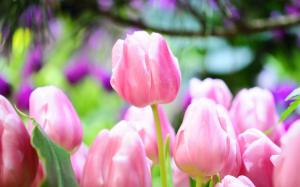 Pink tulip buds bright spring wallpaper thumb