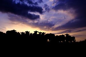 Cattle At Sunset wallpaper thumb