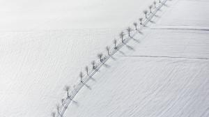 Winter, Snow, Field, White, Aerial View, Dead Trees wallpaper thumb