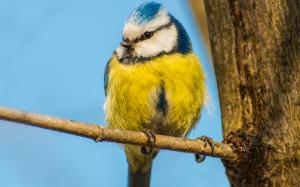 Bird, yellow blue feather, branch, trunk wallpaper thumb