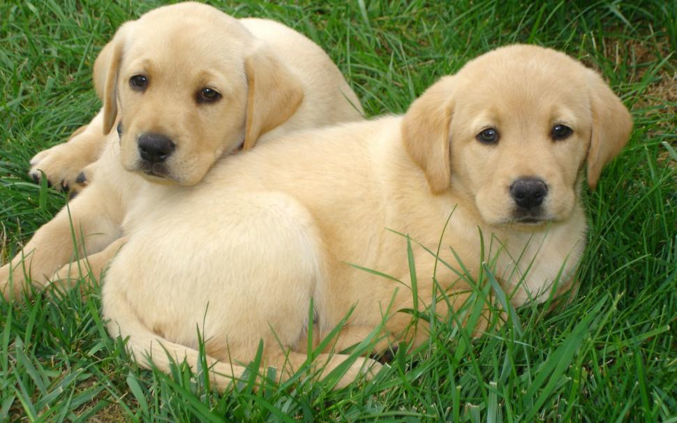 Labrador Retriever puppies wallpaper | animals | Wallpaper Better