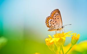 Spring butterfly, yellow flower, blurred background wallpaper thumb