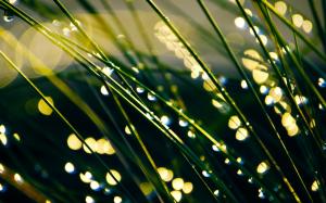 Grass, morning dew, water drops, blur background wallpaper thumb