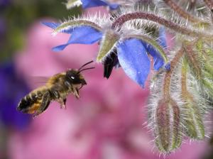 Hovering Honey Bee wallpaper thumb