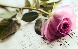 Rose Pink Flower Notes Music wallpaper thumb