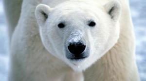 Polar Bear Bear HD wallpaper thumb