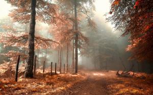 Forest, road, fence, fog, red, autumn landscape wallpaper thumb