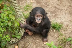 Chimpanzees, monkey wallpaper thumb