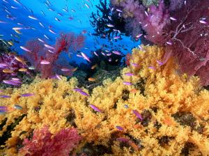 Fish Ocean Coral Reef HD wallpaper thumb