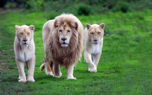lions family walking on grass wallpaper thumb