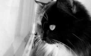 Black and White Cat wallpaper thumb