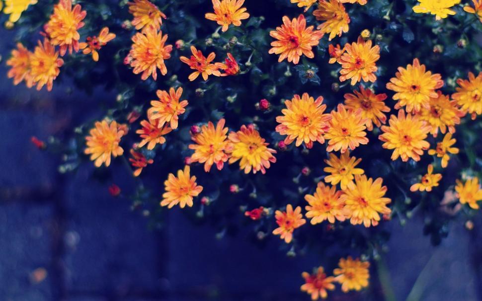 Orange Strawflower wallpaper,Flowers HD wallpaper,2560x1600 wallpaper
