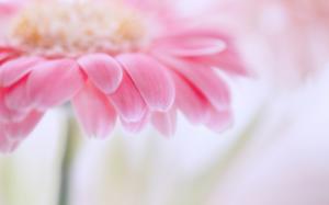 Pink gerbera, flower petals, blurring focus macro photography wallpaper thumb