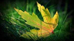 Maple Leaf In Grass wallpaper thumb