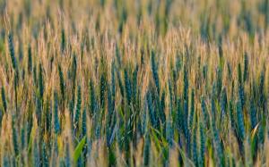 Wheat fields, grass, nature scenery wallpaper thumb