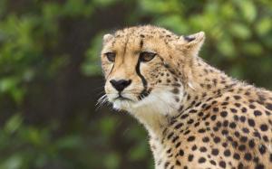 Cheetah, wild cat wallpaper thumb