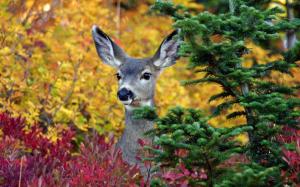 Deer close-up, animals, trees wallpaper thumb