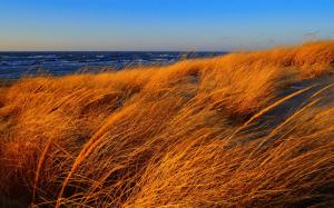 Beach, sea, grass, autumn, wind wallpaper thumb