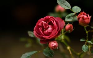 Flowers Depth Field Roses Picture Gallery wallpaper thumb