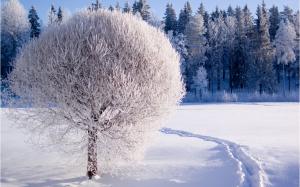 Winter, forest, trees, thick snow, white world wallpaper thumb