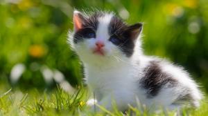 Baby kitten, black and white kitten, marco, animal wallpaper thumb