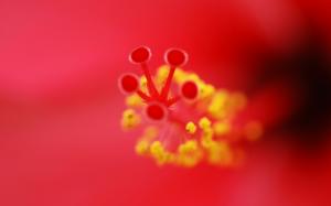 Flower Macro Red HD wallpaper thumb