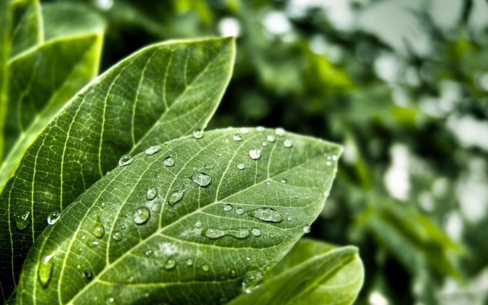 Raindrops on green leaves wallpaper,Raindrops HD wallpaper,Green HD wallpaper,Leaves HD wallpaper,1920x1200 wallpaper