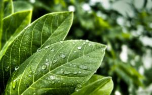 Raindrops on green leaves wallpaper thumb