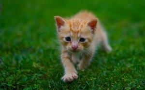 Cute kitten, grass, green, summer wallpaper thumb