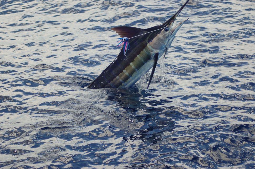 Fishing Fish Sport Fishes Bass Battle Ocean Sea Marlin Image Gallery wallpaper,fishes HD wallpaper,bass HD wallpaper,battle HD wallpaper,fish HD wallpaper,fishing HD wallpaper,gallery HD wallpaper,image HD wallpaper,marlin HD wallpaper,ocean HD wallpaper,sport HD wallpaper,2048x1361 wallpaper