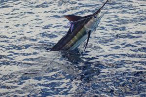 Fishing Fish Sport Fishes Bass Battle Ocean Sea Marlin Image Gallery wallpaper thumb