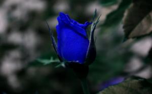 Blue Rose Bud wallpaper thumb