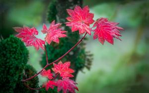 Red leaves, autumn, blur background wallpaper thumb