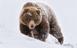 Bear, brown, snow wallpaper thumb