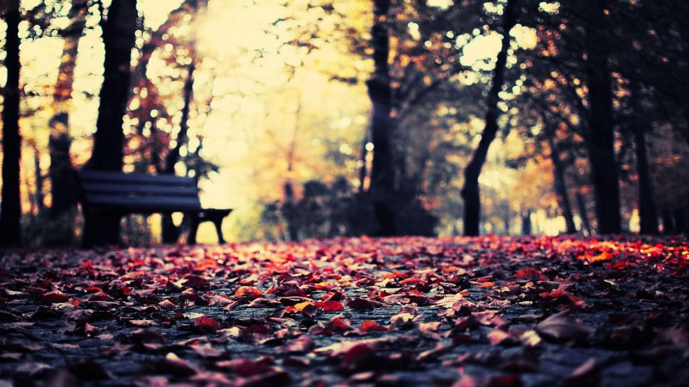 Foliage in the park wallpaper,nature HD wallpaper,1920x1080 HD wallpaper,leaf HD wallpaper,tree HD wallpaper,foliage HD wallpaper,bench HD wallpaper,autumn HD wallpaper,park HD wallpaper,fall HD wallpaper,1920x1080 wallpaper